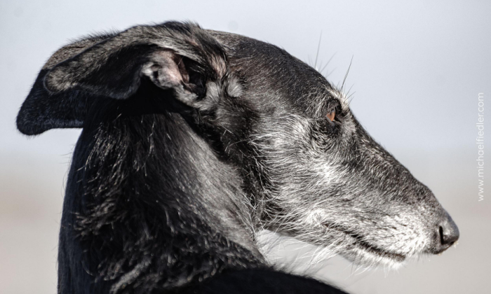 Galga Espanol
