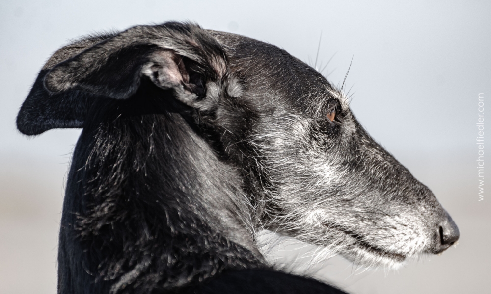 Galga Espanol