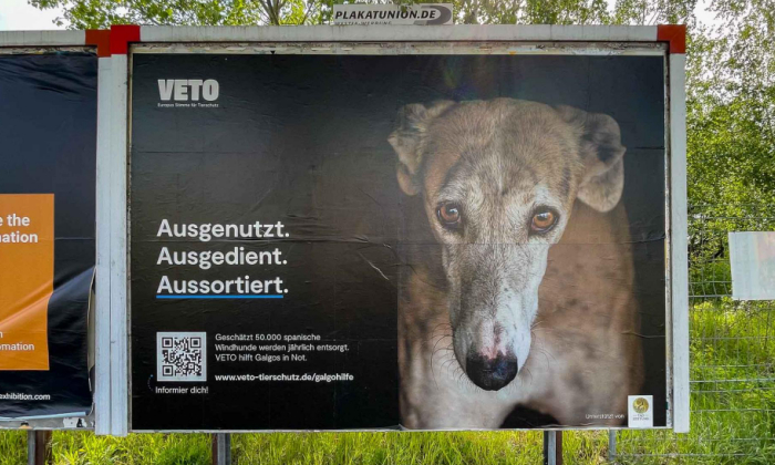 Galgo Hilfe